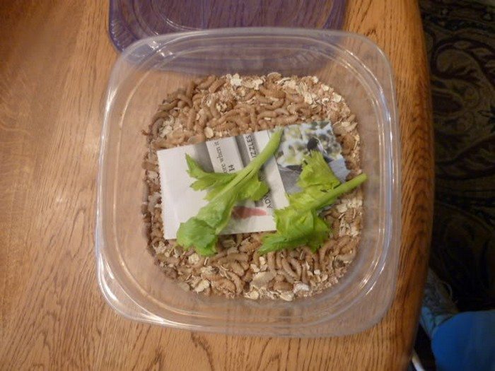 DIY Mealworm Farm