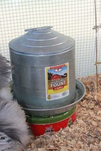 Heated Chicken Waterer - Cookie Tin