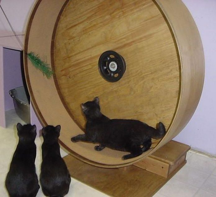 Building Your Own Purrfect Cat Exercise Wheel: 3 Fun Facts