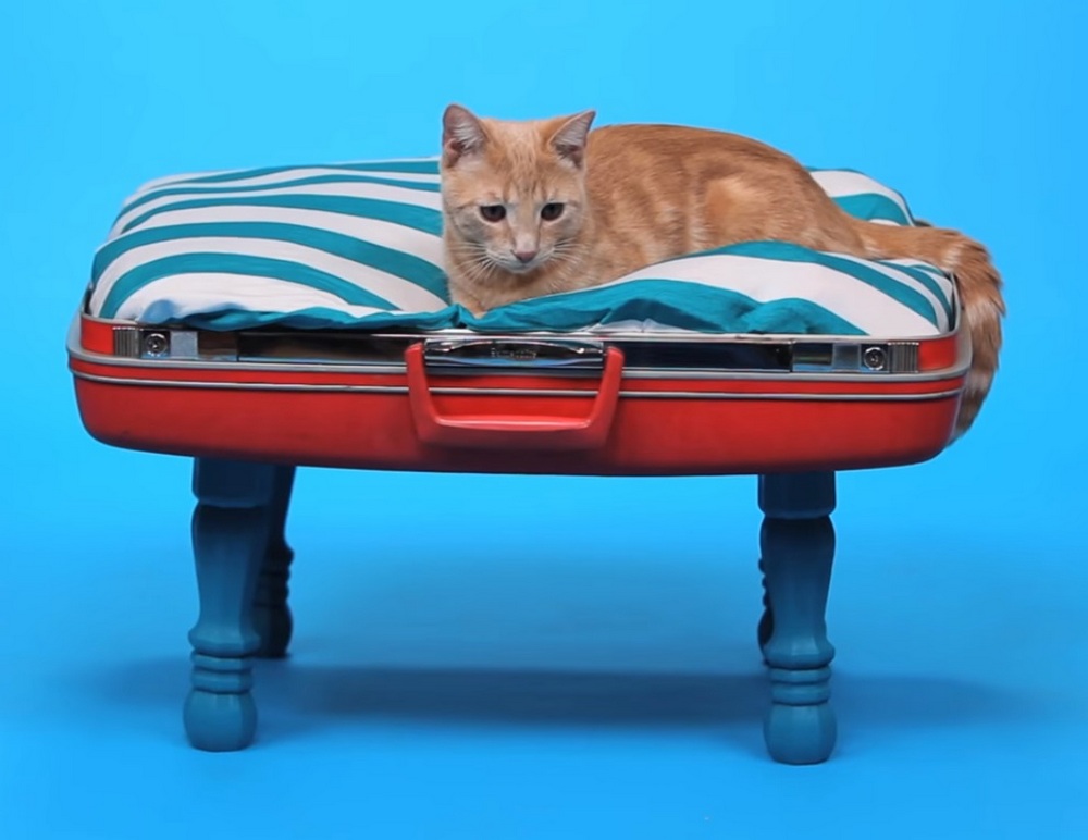 Turn your old suitcase into a new bed for your beloved pet!