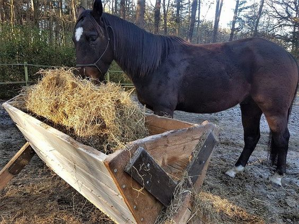 A horse eating from a hay feeder from pallets.