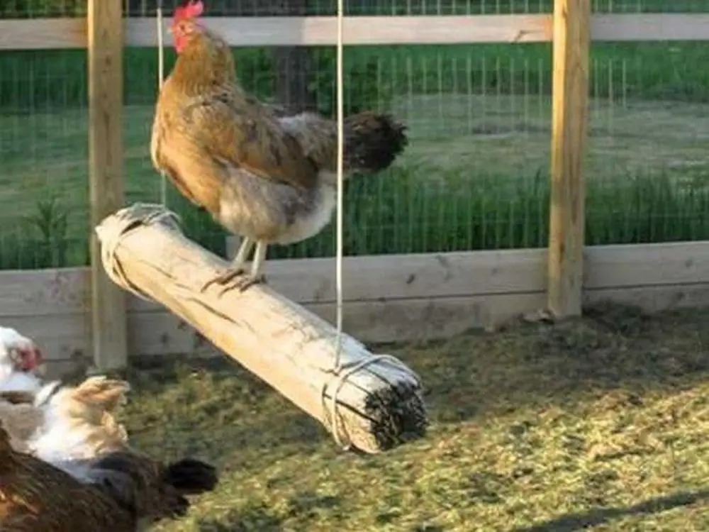 You can make a chicken swing out of a discarded piece of wood.