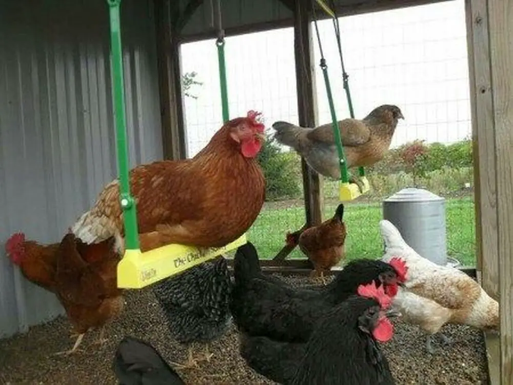 With a chicken swing, your chickens will never get bored!