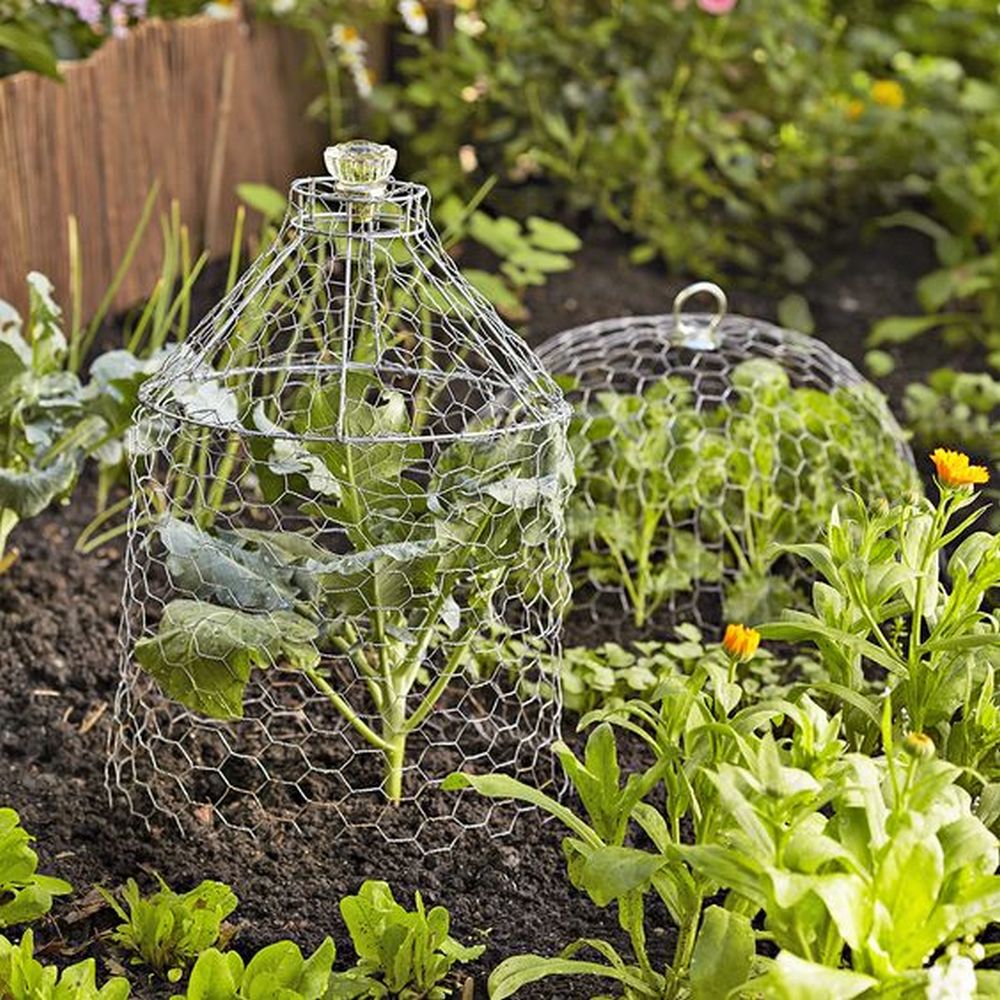 Garden cloches made out of chicken - inexpensive and easy to make.