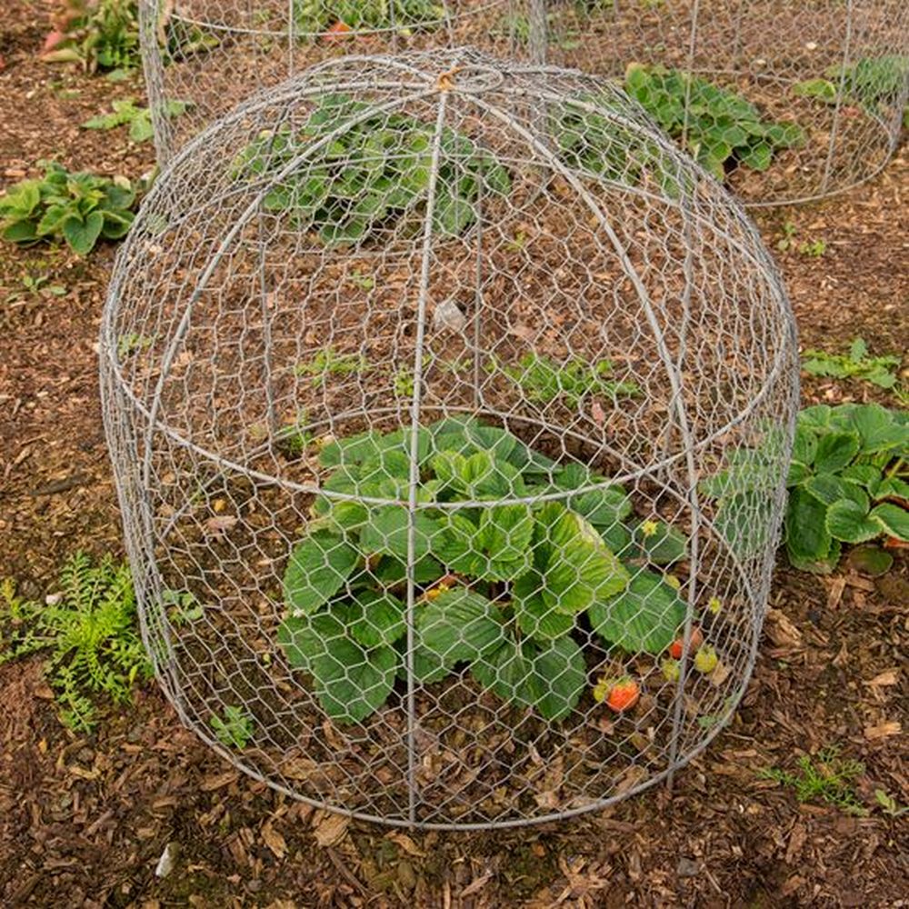 Protect your young new plants using garden cloches!