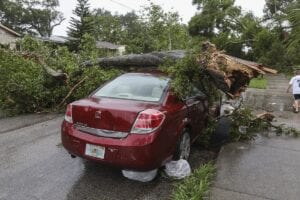 Storm damaged tree