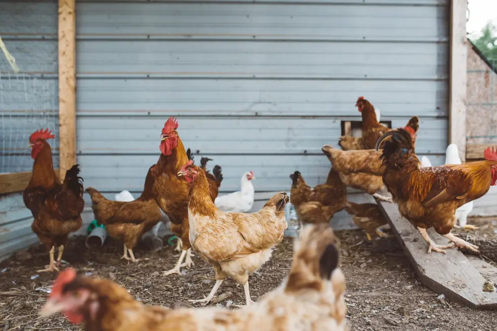 An image of livestock going around a chicken coop for an article about chicken playground ideas.