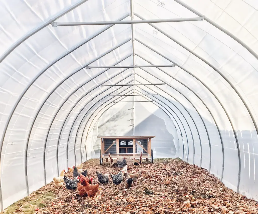 An image of chickens playing within a coop.