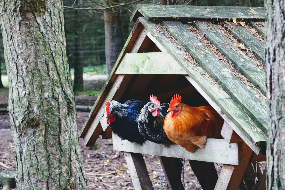 An image of chickens perched on a coop.