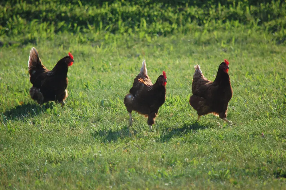 An image of chickens playing outdoors.