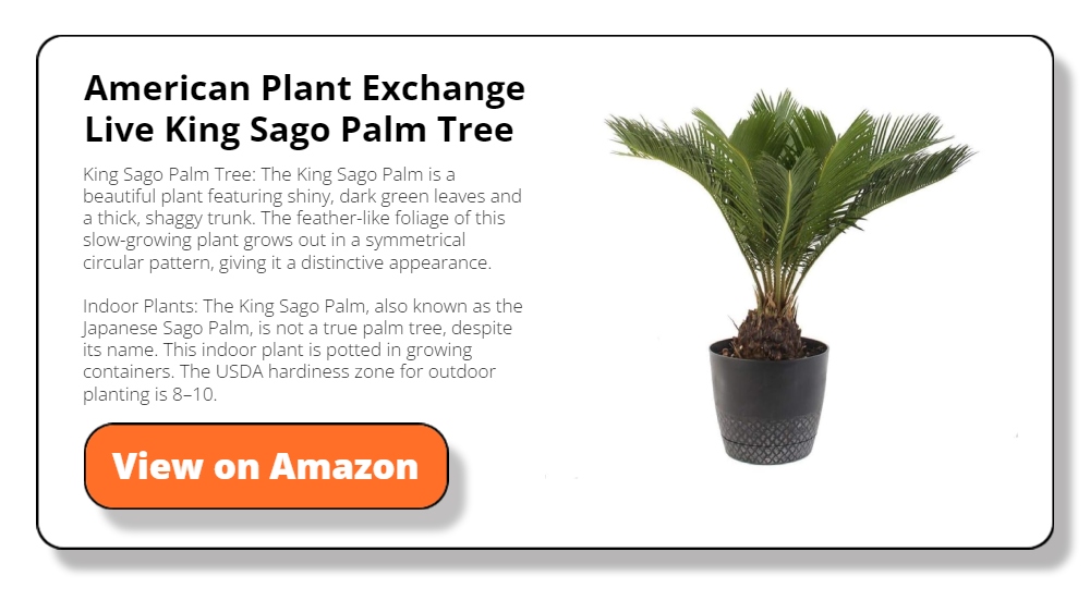 American Plant Exchange Live King Sago Palm Tree